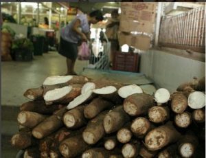 Que Se Hace Con La Yuca Amarga 2 que se hace con la yuca amarga