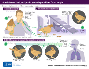 What Diseases Can Birds Transmit to Humans