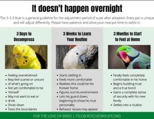 Why Do Birds Mimic Sounds