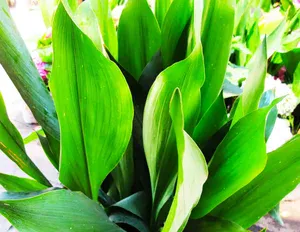 Natural air purifiers – indoor plants
