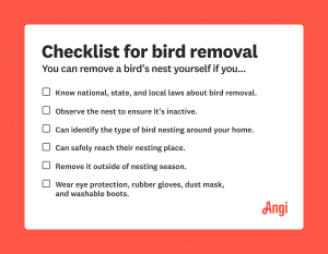 Who to Call to Remove Bird Nest