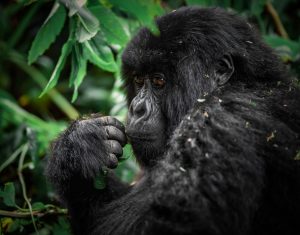 Ethical Gorilla Trekking Tips for Rwanda
