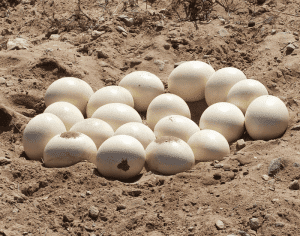 Which Birds Lay the Largest Eggs