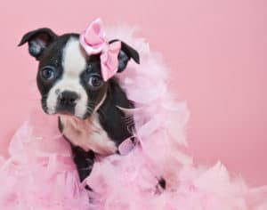 boston terrier puppy.