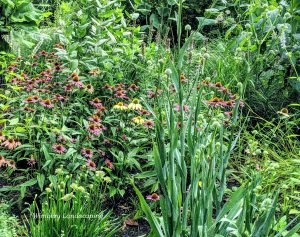Read more about the article Six Tips for Caring for a Pollinator Garden