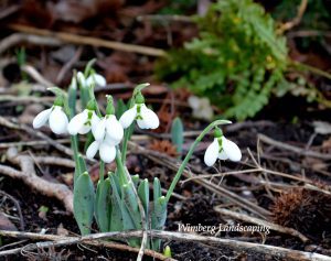 Read more about the article March in the Pollinator Garden