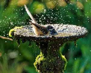 How to Clean Algae from Bird Bath