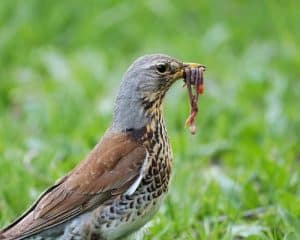 What Type of Beak Would a Worm Eating Bird Have