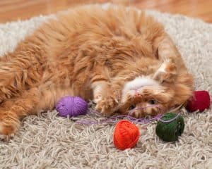 Best Cat Toys for Indoor Cats