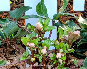 Read more about the article Are Early Blooms a Cause for Concern?