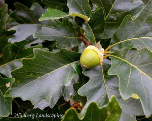 Read more about the article Create a Shady Spot and Help Pollinators