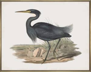 Herodias Pannosus - Canvas