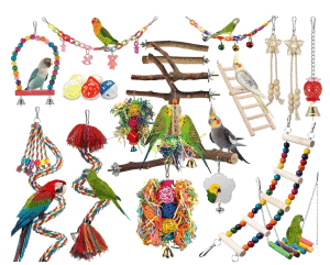 Bird Toys & Accessories
