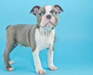 What is a Blue Boston Terrier? Photos & Vidoes