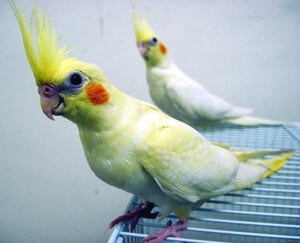 PASANGAN COCKATIEL