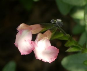 Salvia 'Pink Frills'