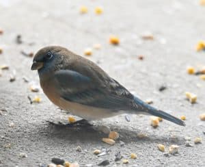 Rare Ohio Birds