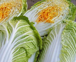 пекинская капуста для сибири