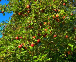 Apfelbaum mit reifen Früchten