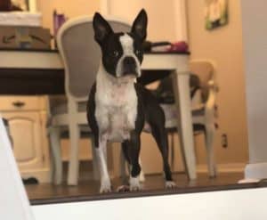 Boston Terrier Attention Barking