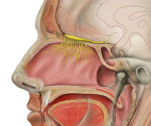 Human nose illustration by Patrick Lynch