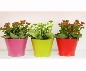 צמחים עונתיים, צמחים רב שנתיים