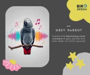 African Grey Parrot Sounds
