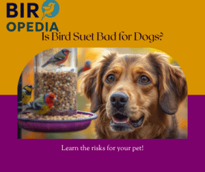 Is Bird Suet Bad for Dogs