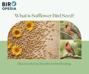 What is Safflower Bird Seed