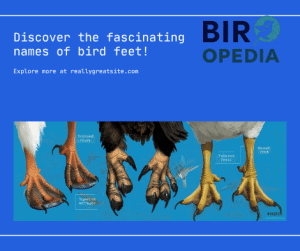 What are Birds Feet Called