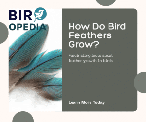 How Do Bird Feathers Grow