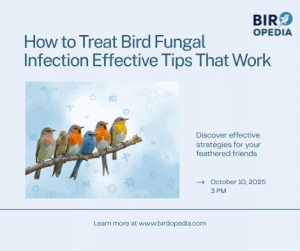 How to Treat Bird Fungal Infection