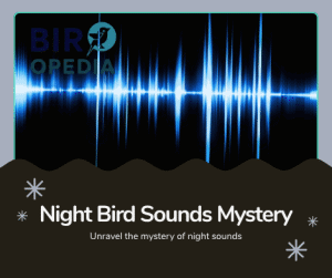 Night Bird Sounds Like Squeaky Toy