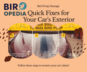 How to Fix Bird Poop Damage on Car