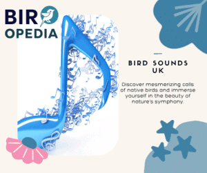Bird Sounds Uk