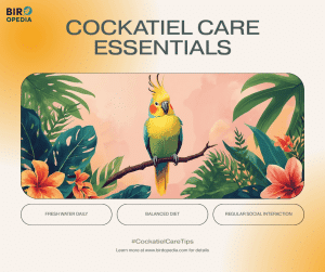 How to Take Care of a Cockatiel Bird