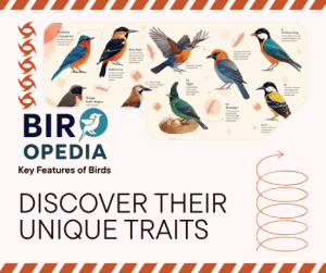 What are the Key Features of Birds