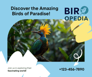 Birds of Paradise Species