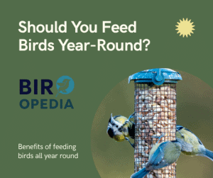 Should You Feed Birds Year-Round