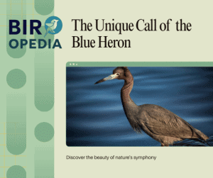 Blue Heron Bird Call