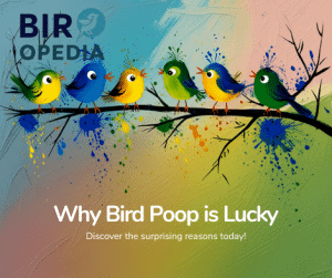 Why is Bird Poop Good Luck