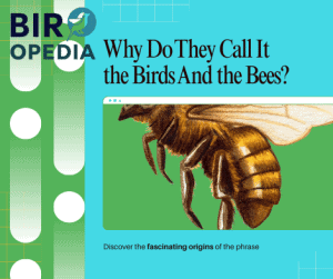 Why Do They Call It the Birds And the Bees
