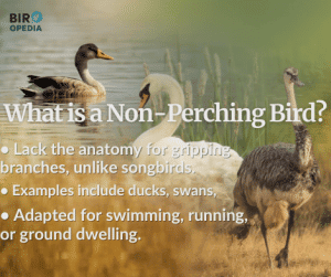 What is a Non-Perching Bird
