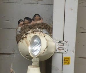 Bird Nesting in Barns