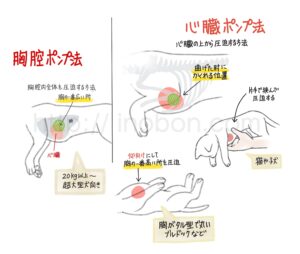 犬や猫の心肺蘇生法、心臓の位置について解説イラスト