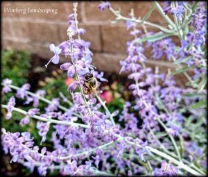 Read more about the article The Growing Popularity of Pollinator Gardens