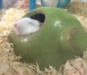 sleep-hamster