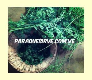 Moringa Para Que Es Buena