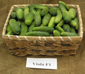 okurky viola