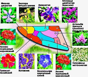 цветы для клумб непрерывного цветения